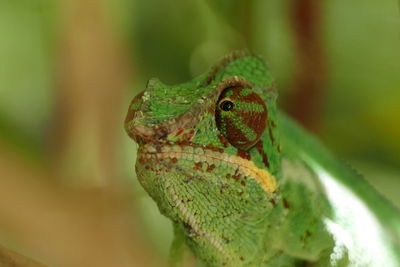 Close-up of lizard