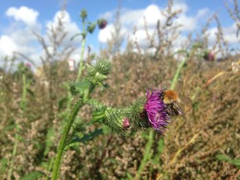 Close-up of thistle blooming on field against sky