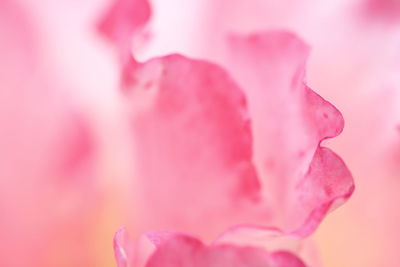 Close-up of pink flowers