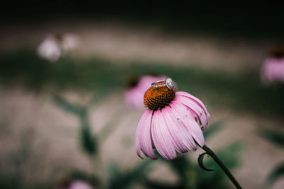 Close-up of pink flower