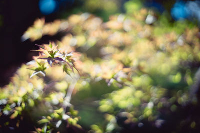 Close-up of flowering plant