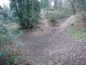 Dirt road amidst trees