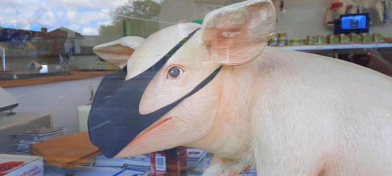 CLOSE-UP OF WHITE HORSE ANIMAL