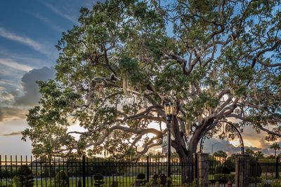 Trees in park