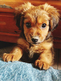 Close-up portrait of puppy relaxing at home