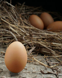 Close-up of eggs in nest