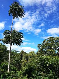 Low angle view of trees against sky