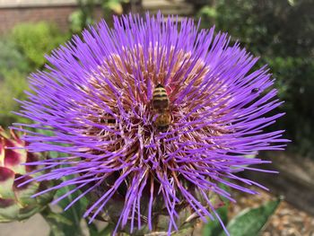 Close-up of bee on purple thistle flower