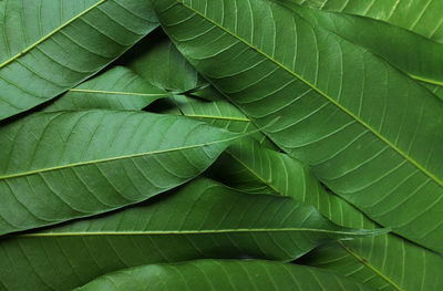 Top view fresh green seamless mango leaf texture background