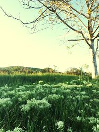 Plants growing on land against sky