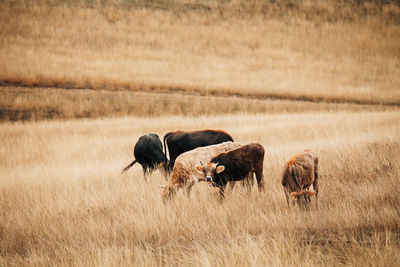 Horse grazing on field