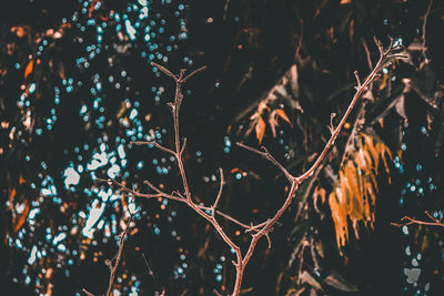 Low angle view of plants against sky at night