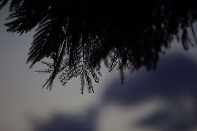 Close-up of tree against sky