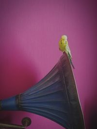 Close-up of a bird perching on pink flower