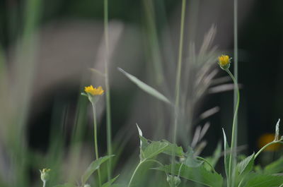 Close-up of yellow flowering plant in field