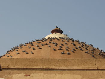 Low angle view of bird perching on roof against clear sky