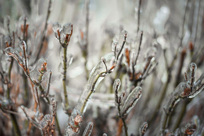 Close-up of frozen plant