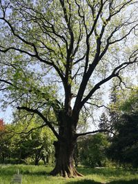 View of tree in park