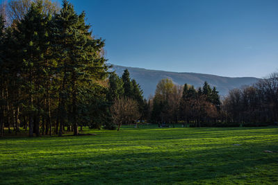 Trees on field against clear sky