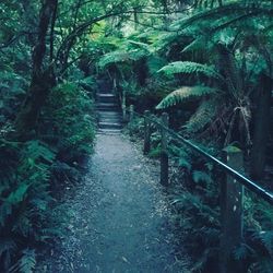 Steps amidst trees in forest