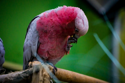 Close-up of bird