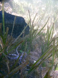 Close-up of lizard on grass