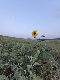 Scenic view of flowering plant on field against sky