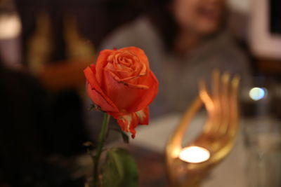 Close-up of rose flower