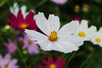 Close-up of pink daisy flowers