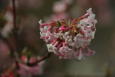 Close-up of pink cherry blossom