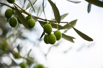 Close-up of berries growing on tree