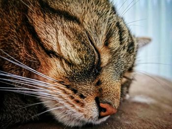 Close-up of a cat with eyes closed