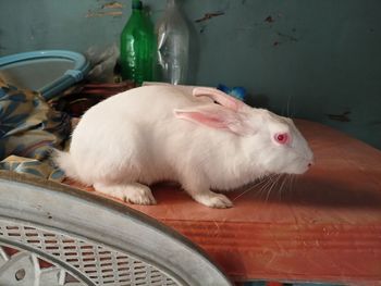 Close-up of white cat lying on table