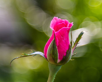 Close-up of pink rose flower