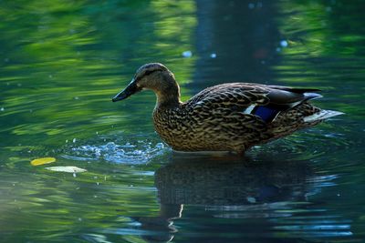 Mallard duck swimming in lake