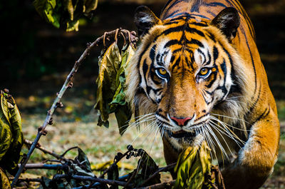 Close-up portrait of a cat in zoo