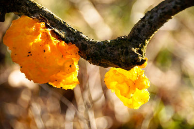 Close-up of yellow flower