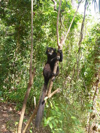 Low angle view of monkey on tree against sky