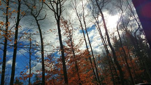 Low angle view of bare tree against sky