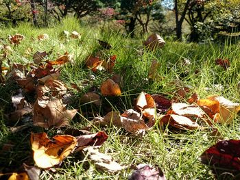 Leaves on grassy field in forest