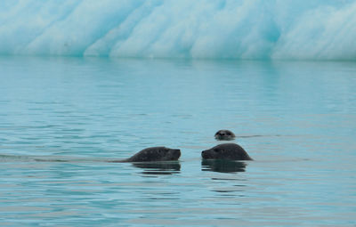 Two ducks swimming in sea