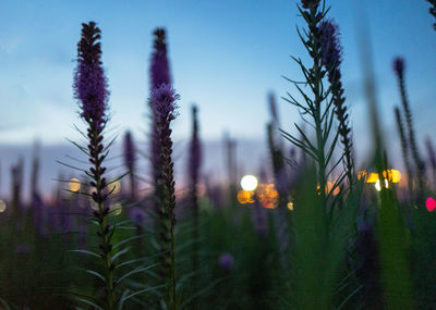 Close-up of plant against blue sky