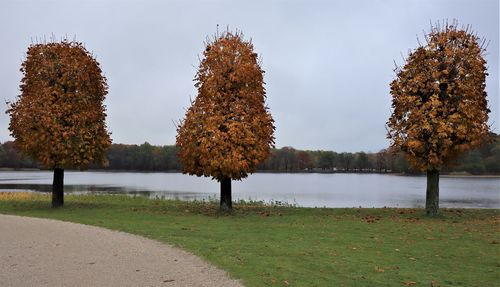 Autumn leaves on field against sky