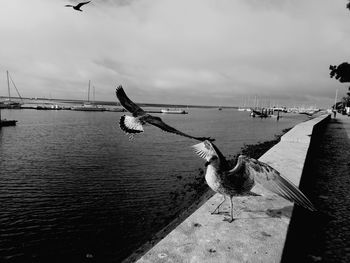 Seagulls flying over sea against sky