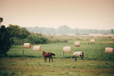 Horses on field