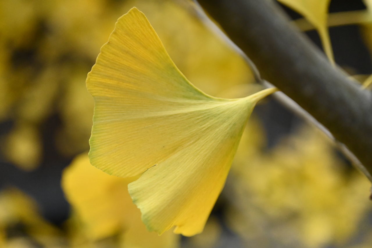 CLOSE-UP OF YELLOW LEAF