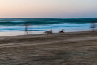 Dog on beach against sky during sunset