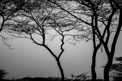 Silhouette bare tree against sky