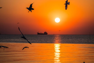 Silhouette birds flying over sea during sunset