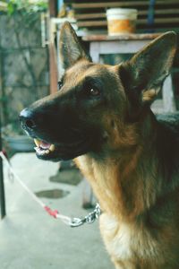 Close-up of dog